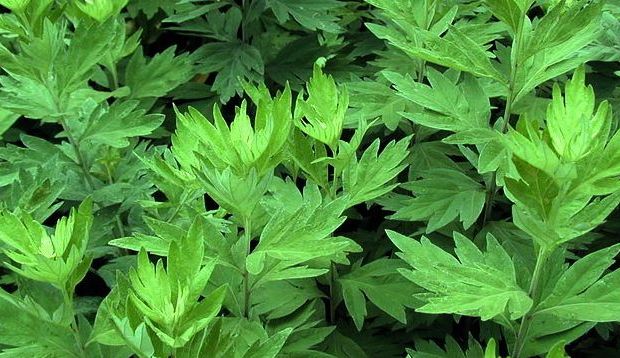 化妝品廠家告訴你艾草在化妝品中的應用趨勢