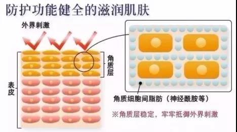 神經酰胺的屏障作用介紹