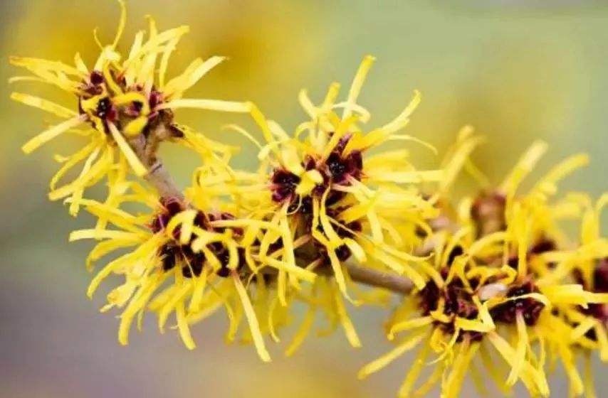 北美金縷梅提取物對皮膚的作用與功效有哪些？